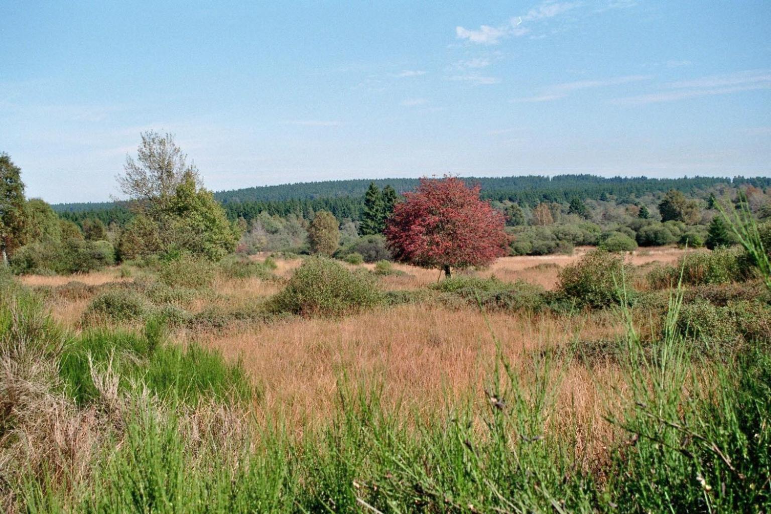 Zum Alten Landrat Monschau Luaran gambar